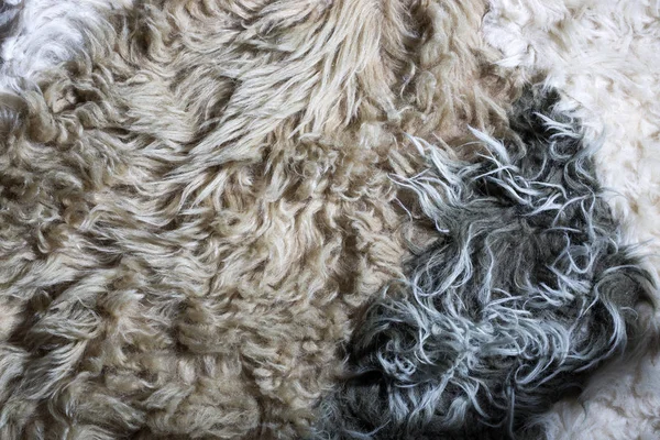Arka plan ve doğal koyun yün closeup dokusuna
