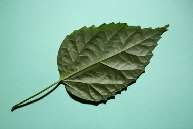 Yeşil bir arka plan üzerinde bir bitkinin yaprak yeşil