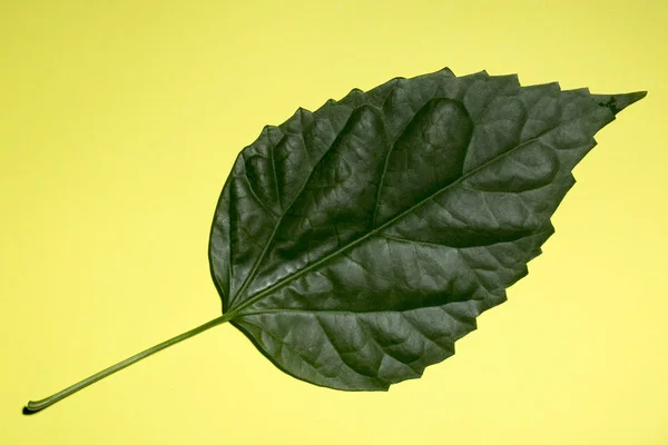 Hoja verde de una planta sobre un fondo amarillo —  Fotos de Stock