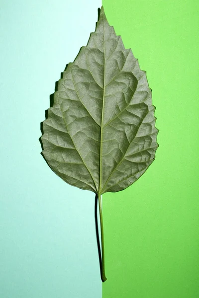Hoja verde de una planta sobre un fondo verde en diferentes tonos —  Fotos de Stock
