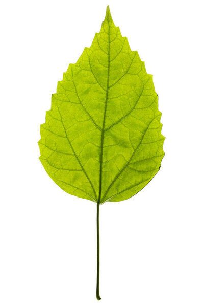 Green leaf of a plant on a white background