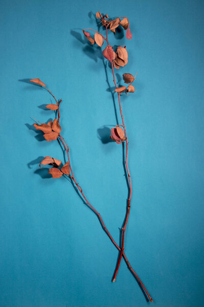 Two dry twigs on a turquoise background