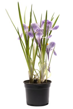 Beyaz zemin üzerinde bir tencerede Çiğdem bush