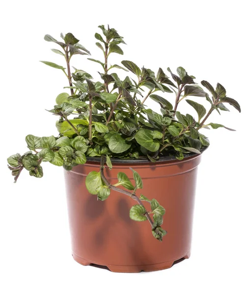 Bush of orange mint in a pot on a white background — Stock Photo, Image