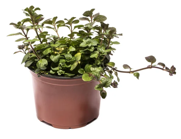 Bush of orange mint in a pot on a white background — Stock Photo, Image