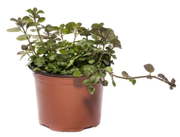 Bush of orange mint in a pot on a white background — Stock Photo, Image