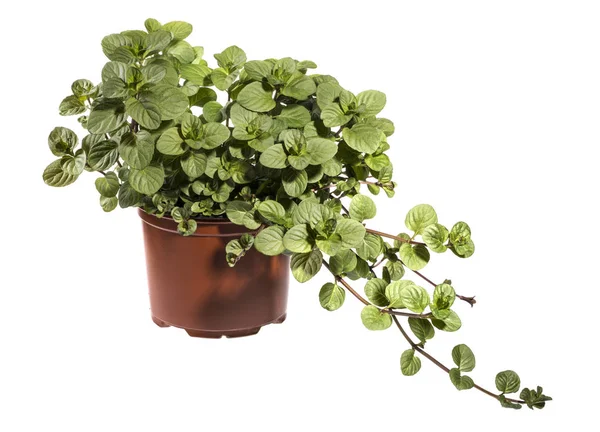 Bush of orange mint in a pot on a white background — Stock Photo, Image