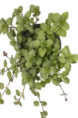 Beyaz bir arka planda turuncu nane dallarında