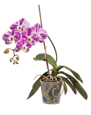 Phalaenopsis orkide çalısı beyaz bir arka planda saksıda