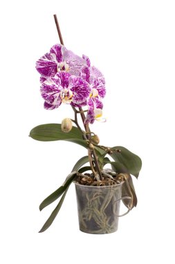 Phalaenopsis orkide çalısı beyaz bir arka planda saksıda