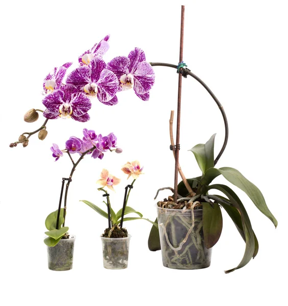 Буш фаленопсиса орхидеи и две карликовые орхидеи на белом фоне — стоковое фото