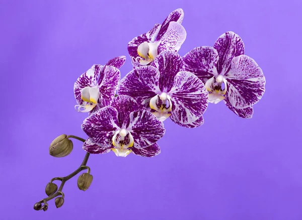 Flower of a phalaenopsis orchid close-up on a violet background — Stock Photo, Image