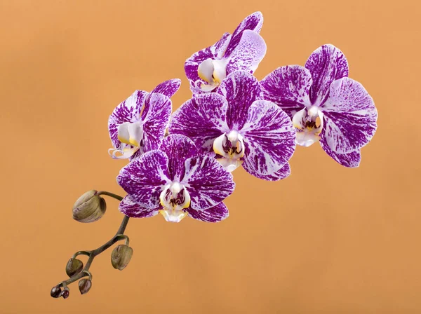 Flower of orchid phalaenopsis close-up on a light brown background — Stock Photo, Image