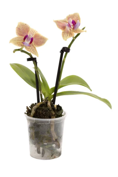 Орхидея карликовой фаленопсии Буша в горшке на белом фоне — стоковое фото