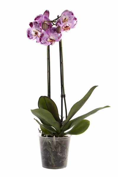 Phalaenopsis ορχιδέα θάμνος σε μια κατσαρόλα σε λευκό φόντο — Φωτογραφία Αρχείου