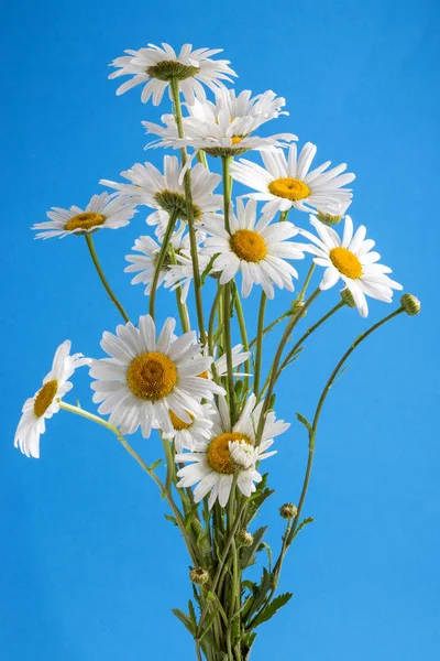 青色の背景に鎮静の花束 — ストック写真