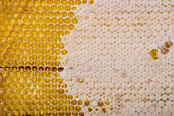 Los panales de abeja y su estructura de primer plano — Foto de Stock