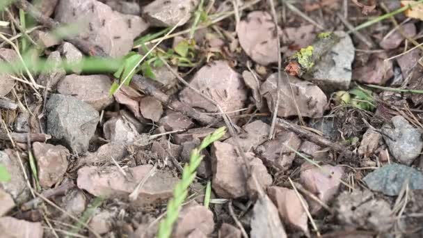 Large accumulation and movement of ants on an anthill — Stock Video