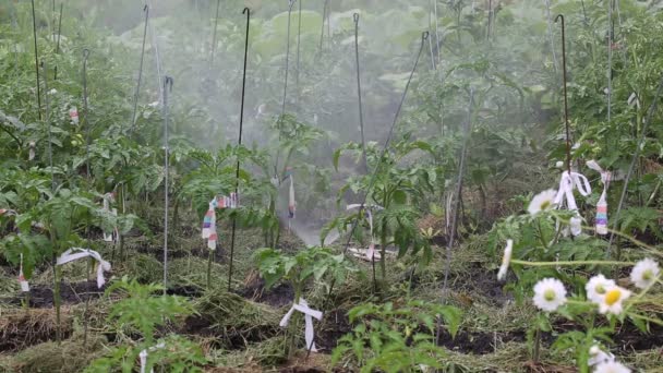 Tomaten im Freiland mit Wasserspray gießen — Stockvideo