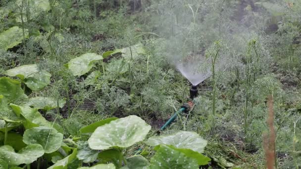 Watering the garden with a water sprayer — Stock Video