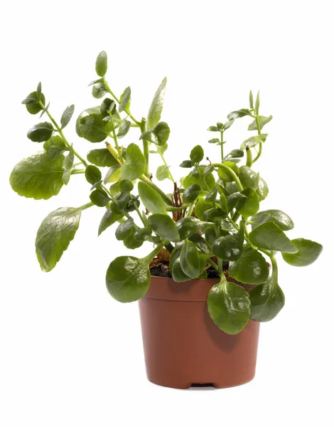 Kalanchoe bush in een pot op een witte achtergrond — Stockfoto