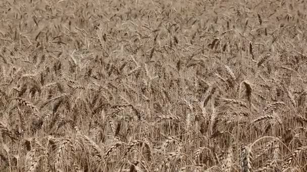 黑麦成熟的麦穗在风中摇曳 — 图库视频影像