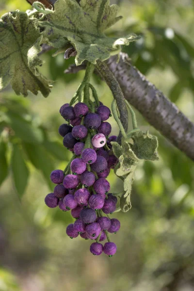 A bunch of handmade grapes from felted wool on a floral background — Stock Photo, Image