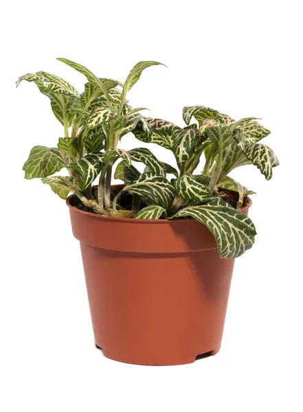 Fittonia bush in een pot op een witte achtergrond — Stockfoto