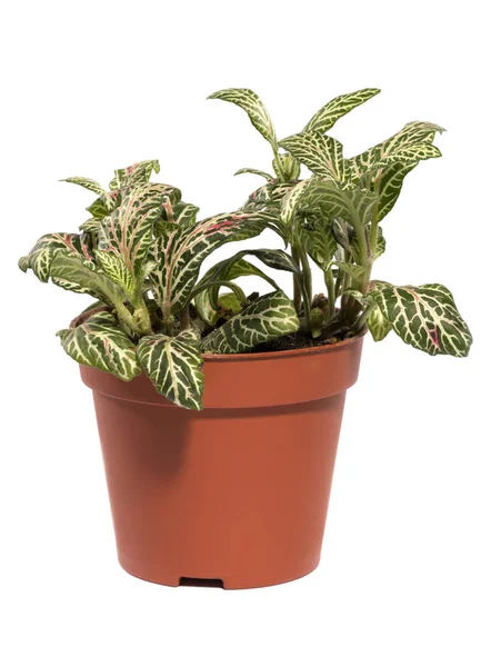Fittonia bush in een pot op een witte achtergrond — Stockfoto