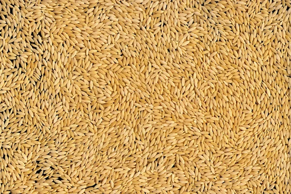 Macaroni figuré sous la forme de grains de céréales — Photo