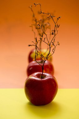 Olgun Kırmızı elma ile bir bitki bir ağaç gibi