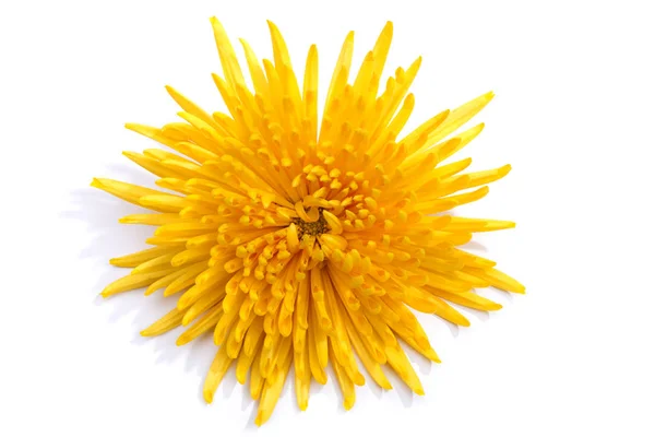 白地に明るい黄色の菊の花 — ストック写真