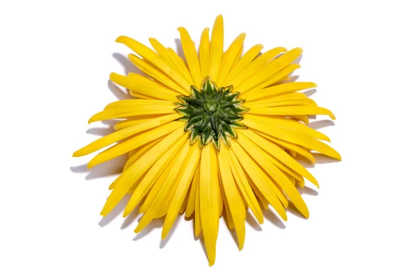 白い背景の上の黄色の菊の花の裏側 — ストック写真