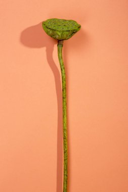 Bej renkli arka plan üzerinde yaprakları olmadan beyinsiz bir Lotus meyve