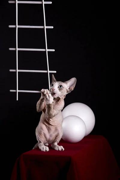 Kotka Rasy Devon Rex Gryzie Postać Tworzywa Sztucznego — Zdjęcie stockowe