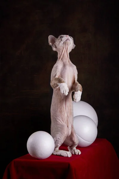 Kitten Devon Rex Breed Red Table White Balls — Stock Photo, Image