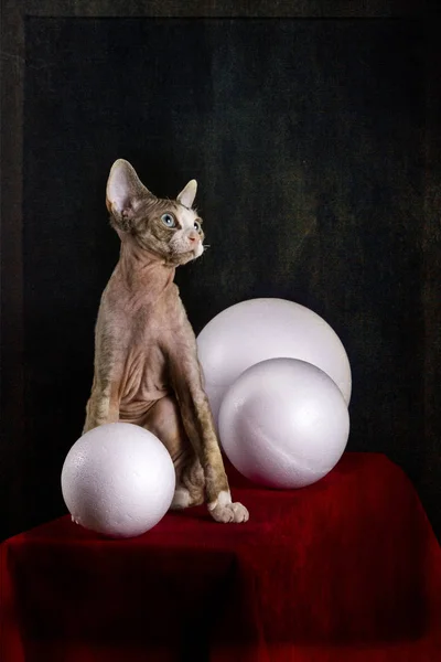 Kitten Devon Rex Breed Red Table White Balls — Stock Photo, Image