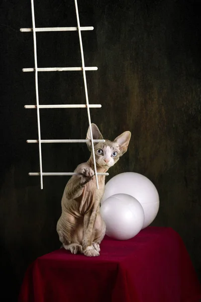 Kitten of the Devon Rex breed on a red table with white balls — Stock Photo, Image