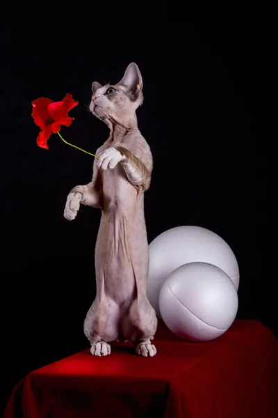 Kitten of the Devon Rex breed holds a poppy flower — Stock Photo, Image