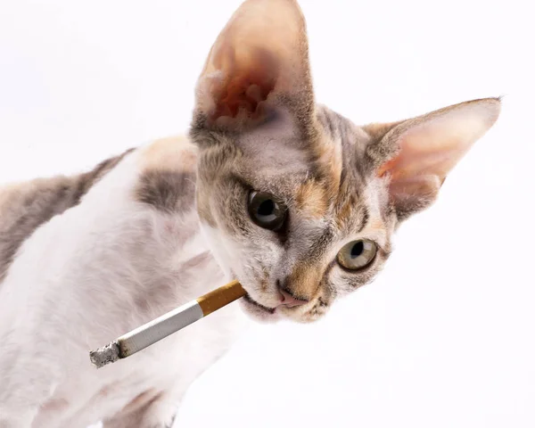 Kitten Breed Devon Rex Cigarette His Teeth — Stock Photo, Image