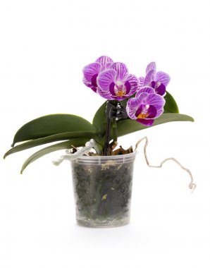 Bush cüce phalaenopsis orkide beyaz zemin üzerinde bir tencerede