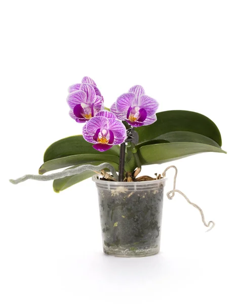 바탕에 냄비에 난쟁이 Phalaenopsis 난초의 — 스톡 사진