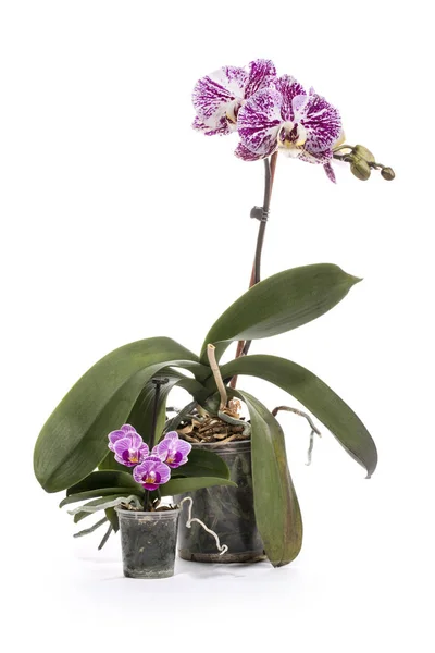 Bush orkide phalaenopsis ve cüce orkide beyaz bir arka plan üzerinde