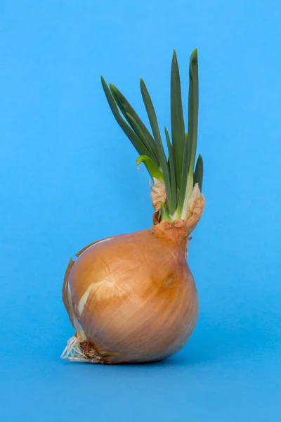 Cebollas Germinadas Sobre Fondo Azul Cerca — Foto de Stock