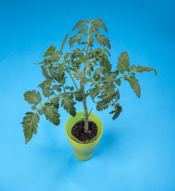 Fide domates, domates fidesi mavi bir arka plan üzerinde çalı