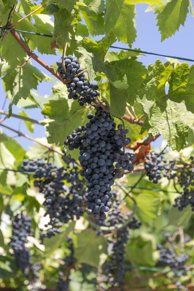 Large Ripe Bunch Grapes Branches — Stock Photo, Image