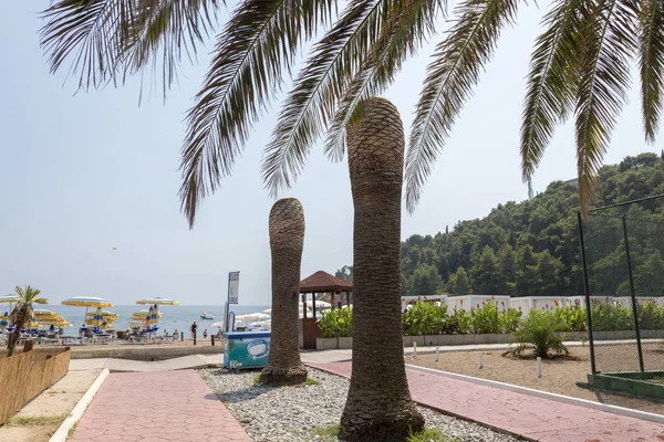 2017 Original Becici Czarnogóra Sierpnia Ogolone Przetwarzane Palmowego Pnia Plaży — Zdjęcie stockowe