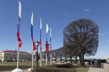 Saint Petersburg, Rusya, 03 Mayıs 2017: ağaçlar Vasilievsky adanın ok üzerinde kısaltıldı