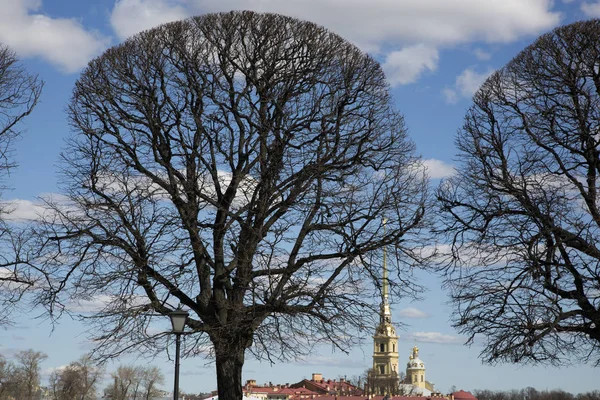 Sint Petersburg Rusland Mei 2017 Bomen Pijl Van Het Eiland — Stockfoto