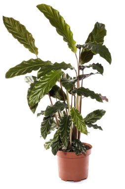 Bush odası Calathea Rufibarba beyaz arka planda bir tencerede